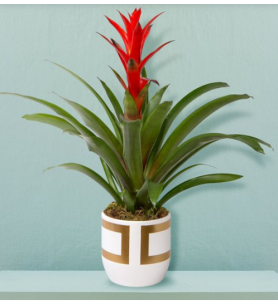 Gold kareli guzmania